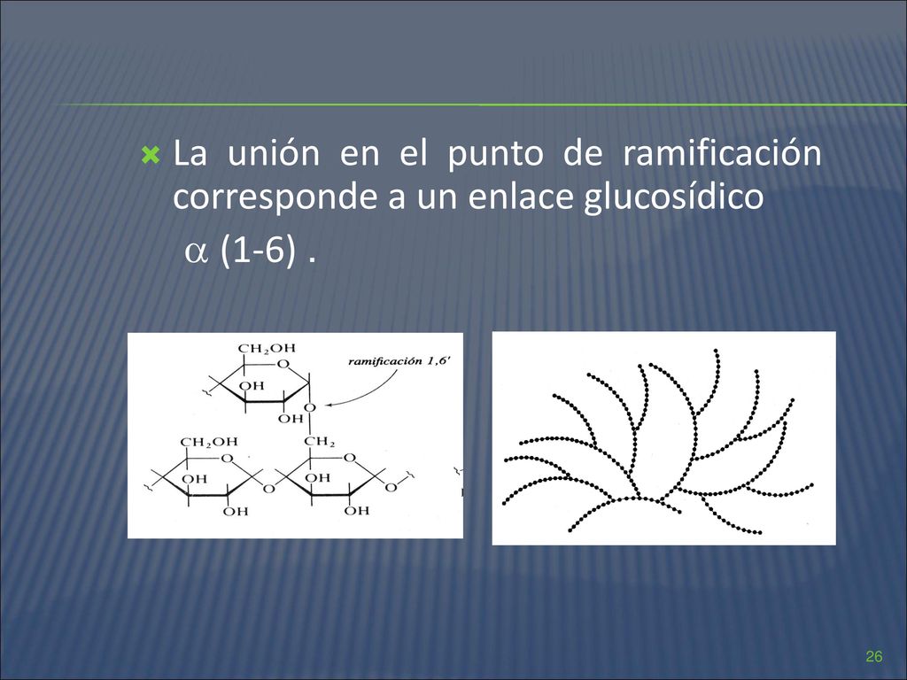 La unión en el punto de ramificación corresponde a un enlace glucosídico