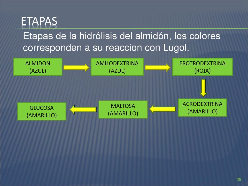Etapas Etapas de la hidrólisis del almidón, los colores corresponden a su reaccion con Lugol. ALMIDON.