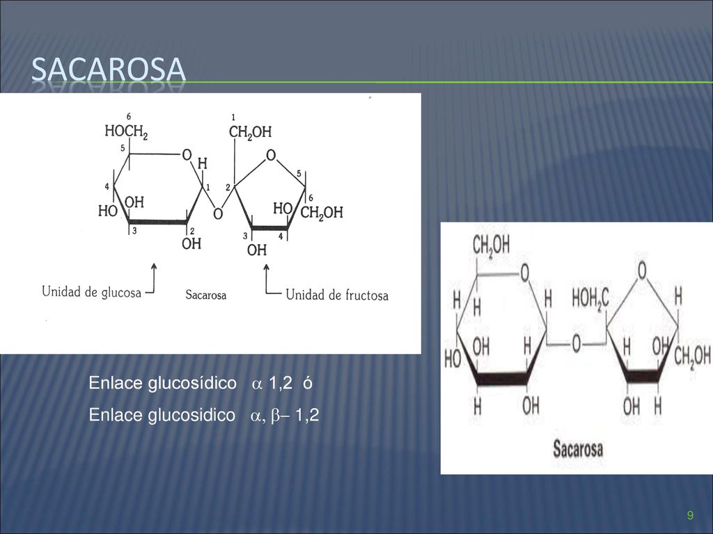 sacarosa Enlace glucosídico  1,2 ó Enlace glucosidico a, b- 1,2