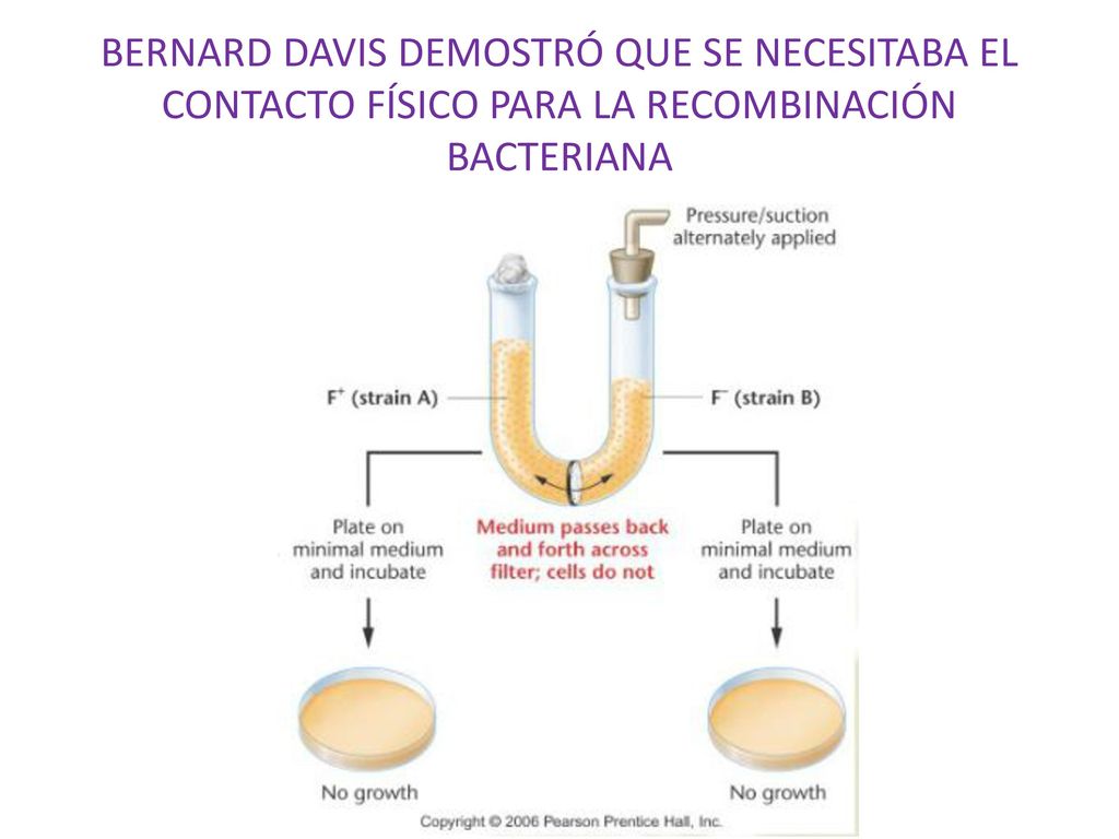 BERNARD DAVIS DEMOSTRÓ QUE SE NECESITABA EL CONTACTO FÍSICO PARA LA RECOMBINACIÓN BACTERIANA