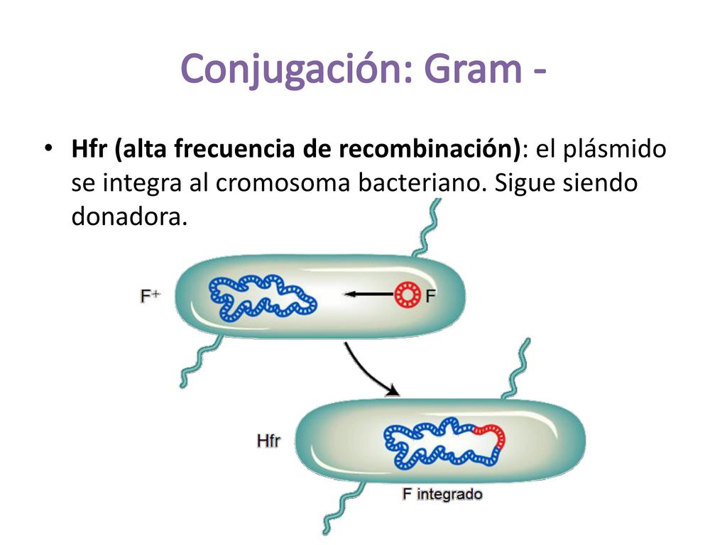 Conjugación: Gram - Hfr (alta frecuencia de recombinación): el plásmido se integra al cromosoma bacteriano.