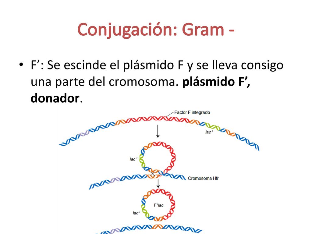 Conjugación: Gram - F’: Se escinde el plásmido F y se lleva consigo una parte del cromosoma.