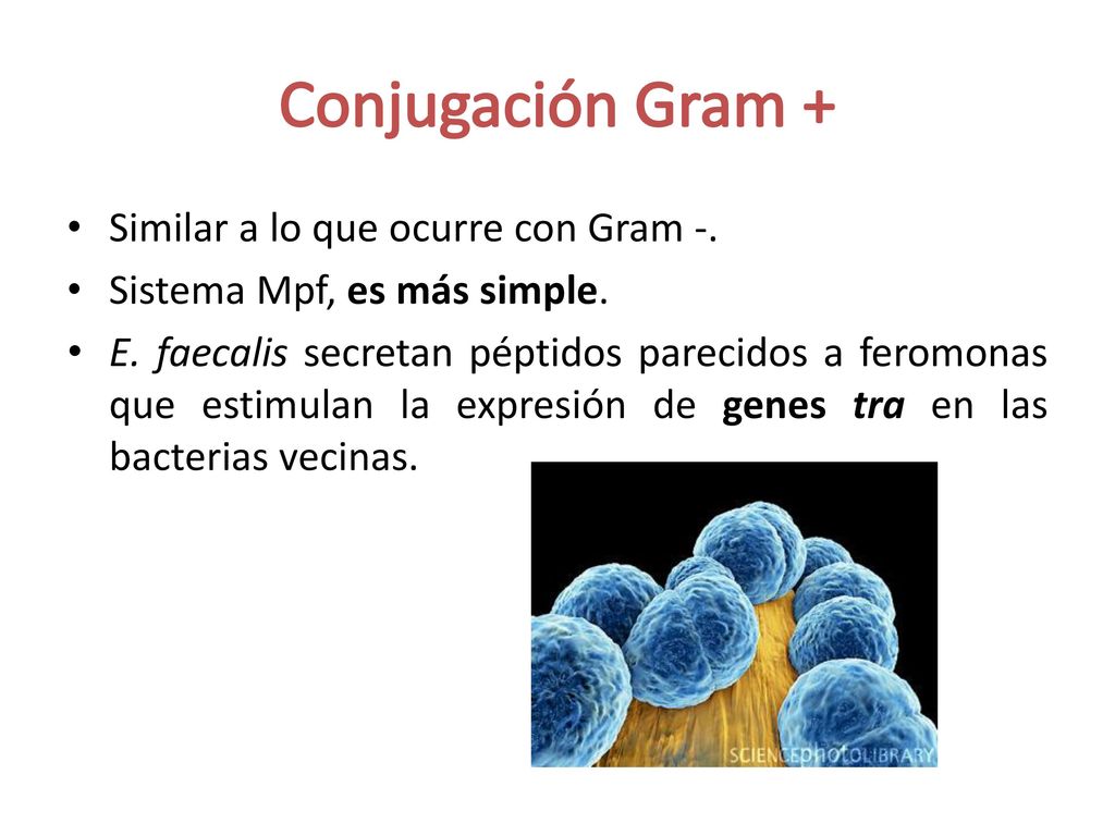 Conjugación Gram + Similar a lo que ocurre con Gram -.