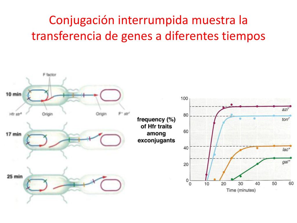 Conjugación interrumpida muestra la transferencia de genes a diferentes tiempos