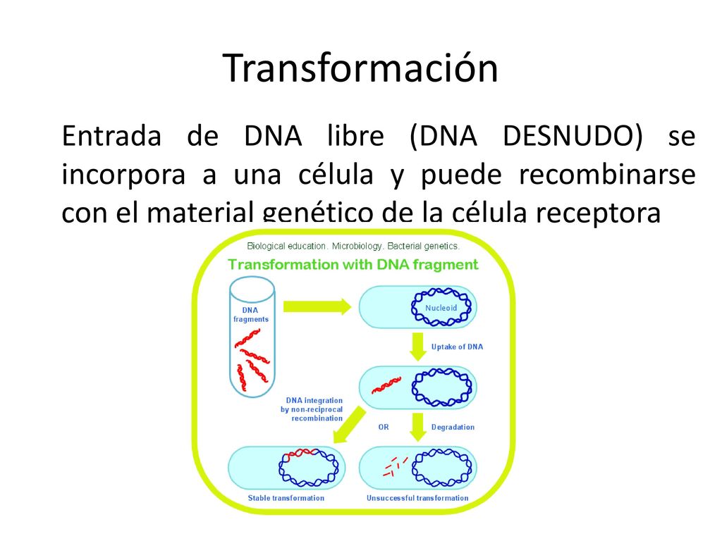 Transformación Entrada de DNA libre (DNA DESNUDO) se incorpora a una célula y puede recombinarse con el material genético de la célula receptora.