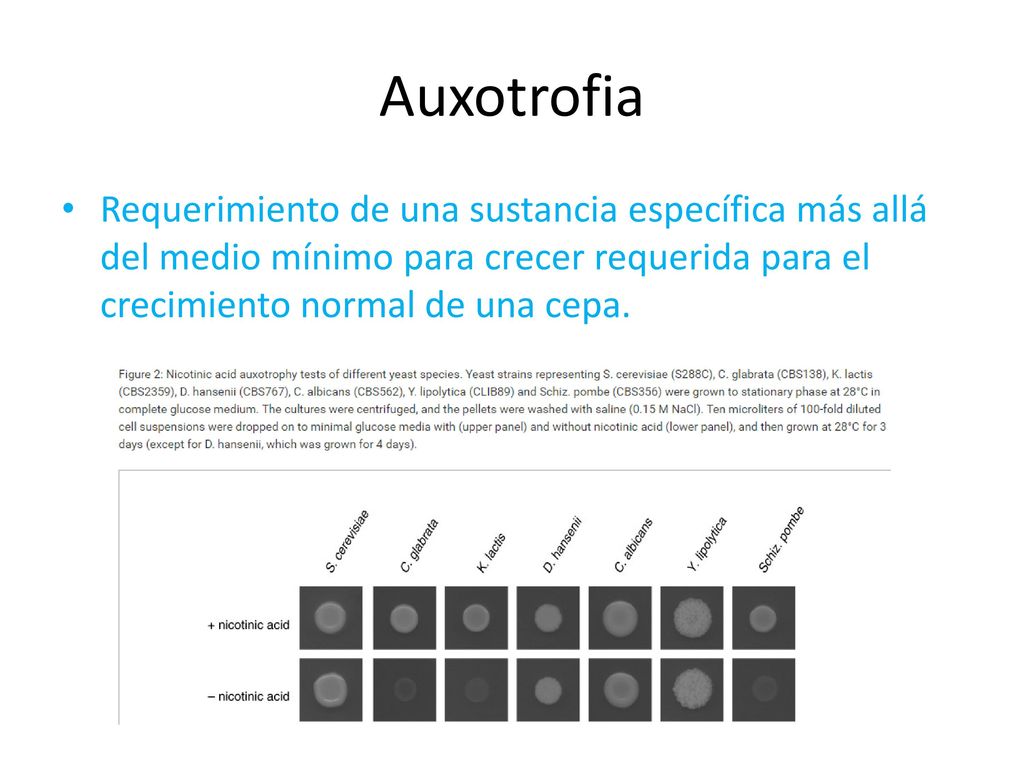 Auxotrofia Requerimiento de una sustancia específica más allá del medio mínimo para crecer requerida para el crecimiento normal de una cepa.