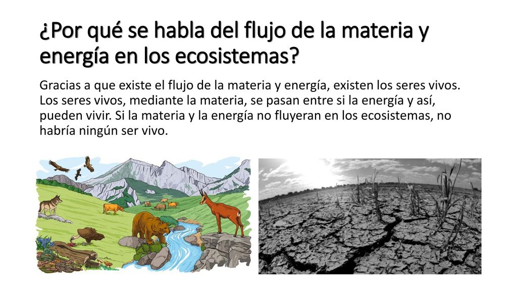 ¿Por qué se habla del flujo de la materia y energía en los ecosistemas