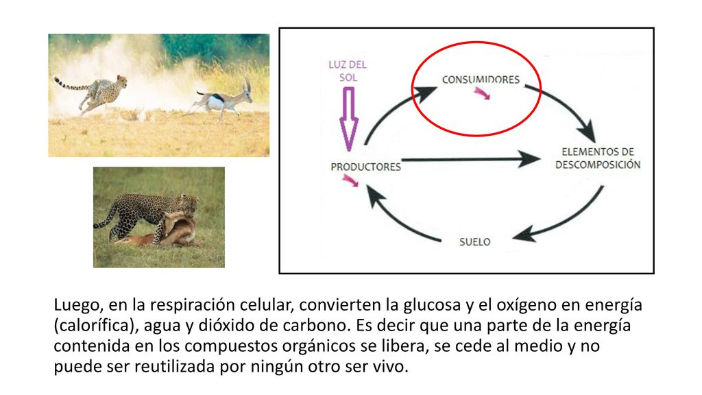 Luego, en la respiración celular, convierten la glucosa y el oxígeno en energía (calorífica), agua y dióxido de carbono.