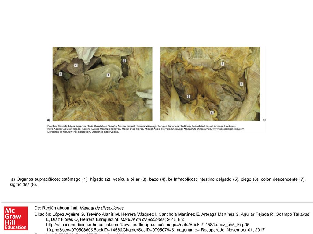 a) Órganos supracólicos: estómago (1), hígado (2), vesícula biliar (3), bazo (4). b) Infracólicos: intestino delgado (5), ciego (6), colon descendente (7), sigmoides (8).