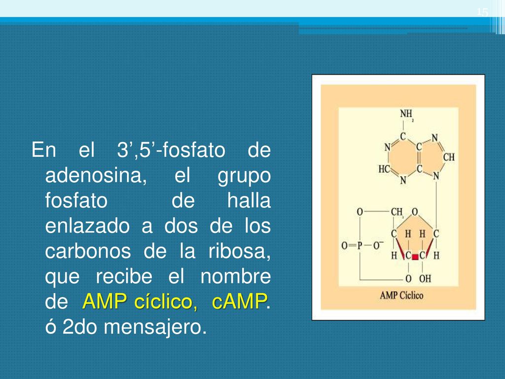 En el 3’,5’-fosfato de adenosina, el grupo fosfato de halla enlazado a dos de los carbonos de la ribosa, que recibe el nombre de AMP cíclico, cAMP.