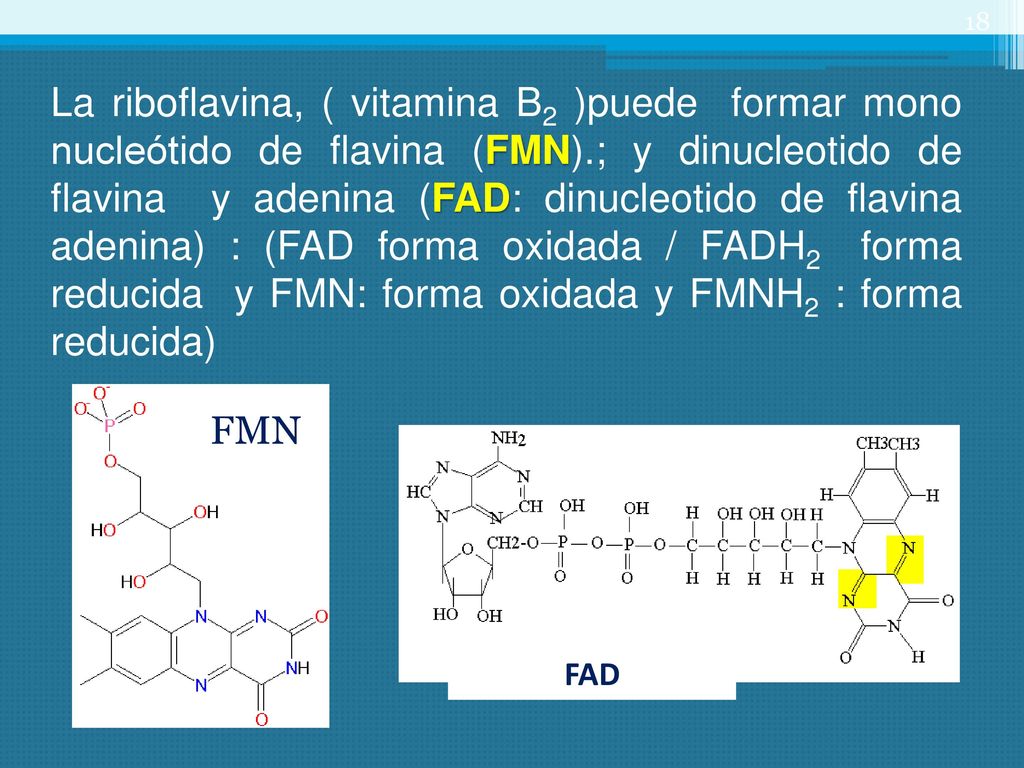 La riboflavina, ( vitamina B2 )puede formar mono nucleótido de flavina (FMN).; y dinucleotido de flavina y adenina (FAD: dinucleotido de flavina adenina) : (FAD forma oxidada / FADH2 forma reducida y FMN: forma oxidada y FMNH2 : forma reducida)