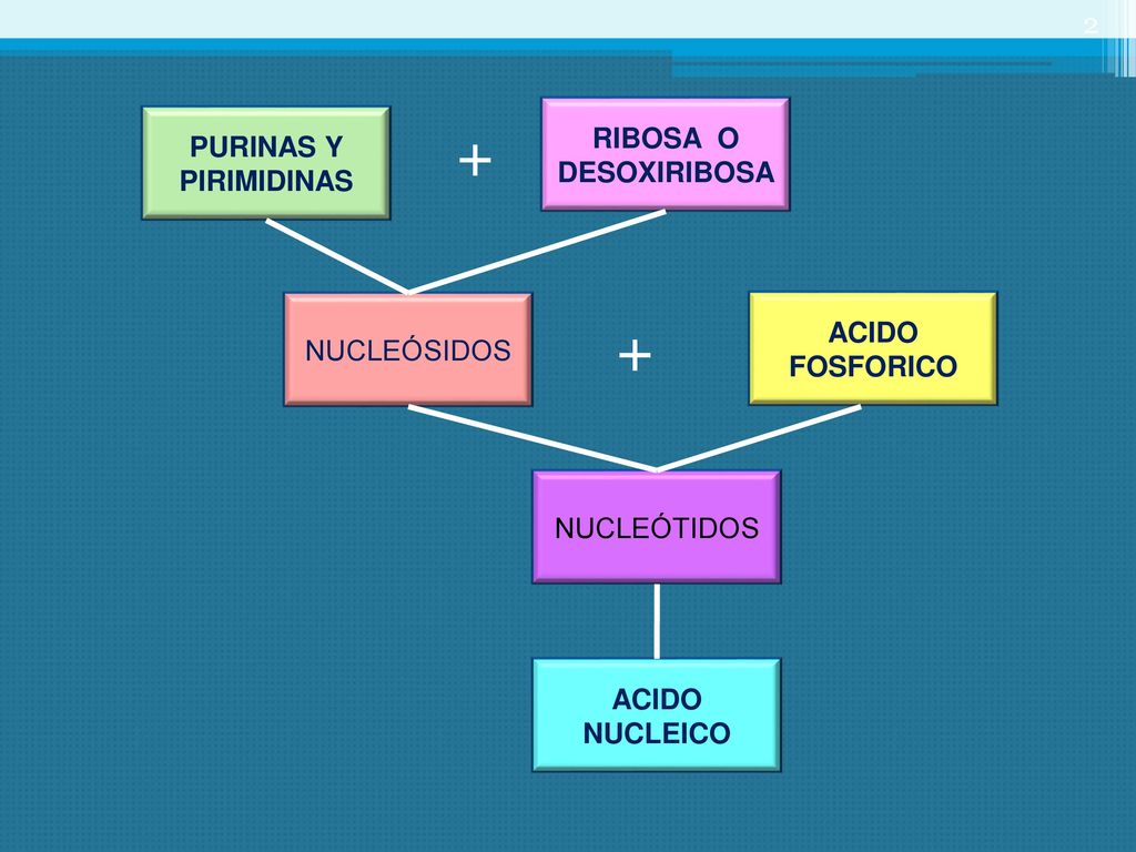 + + RIBOSA O DESOXIRIBOSA PURINAS Y PIRIMIDINAS ACIDO FOSFORICO