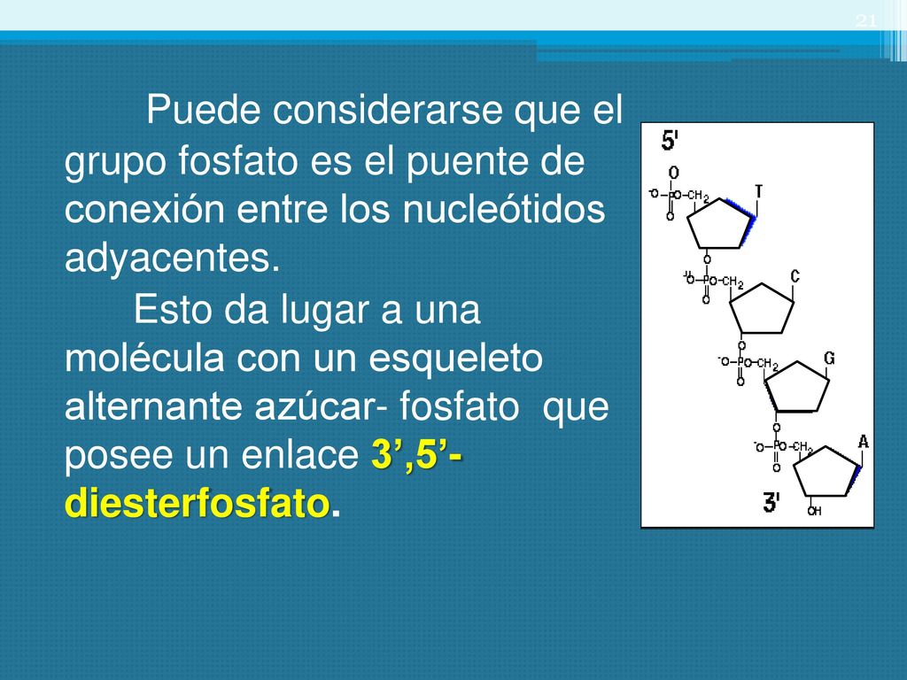 Puede considerarse que el grupo fosfato es el puente de conexión entre los nucleótidos adyacentes.