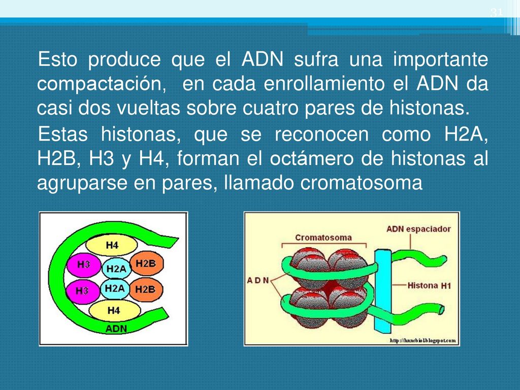 Esto produce que el ADN sufra una importante compactación, en cada enrollamiento el ADN da casi dos vueltas sobre cuatro pares de histonas.