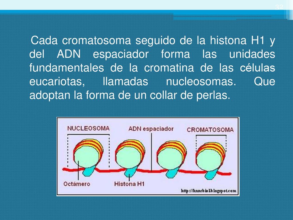 Cada cromatosoma seguido de la histona H1 y del ADN espaciador forma las unidades fundamentales de la cromatina de las células eucariotas, llamadas nucleosomas.