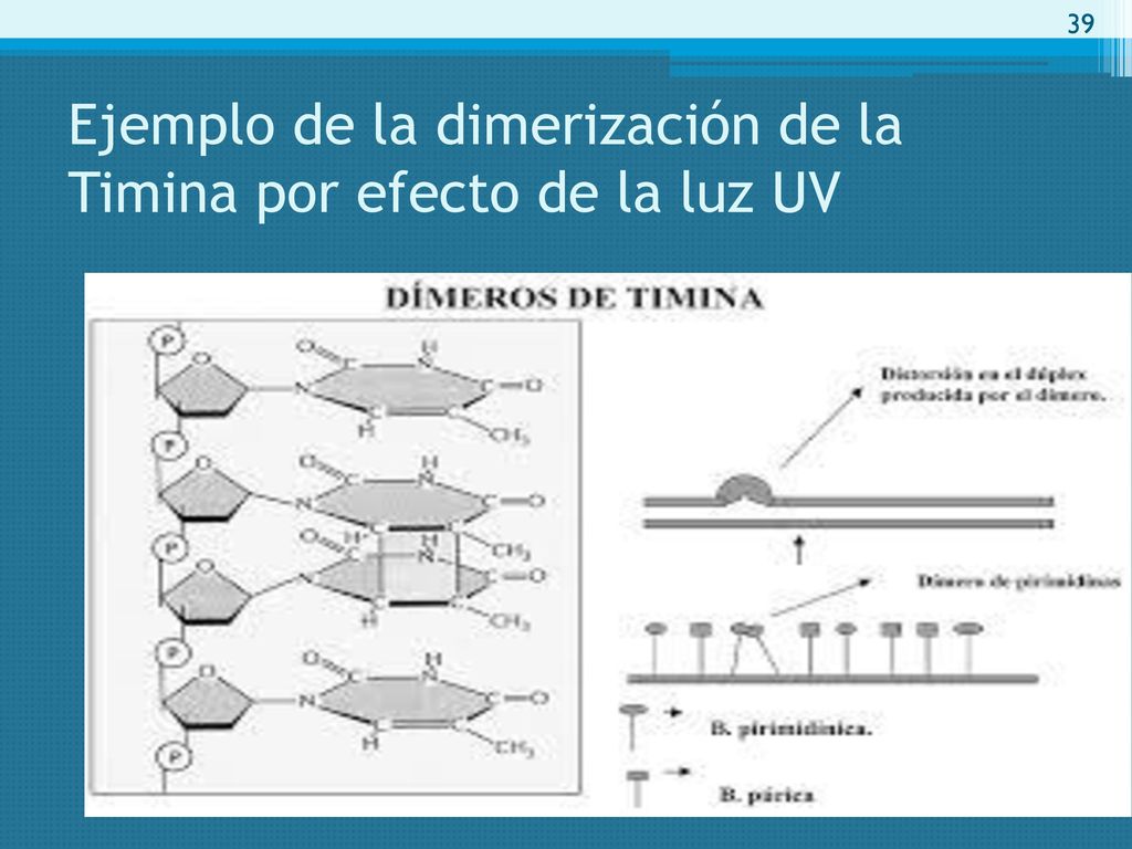 Ejemplo de la dimerización de la Timina por efecto de la luz UV