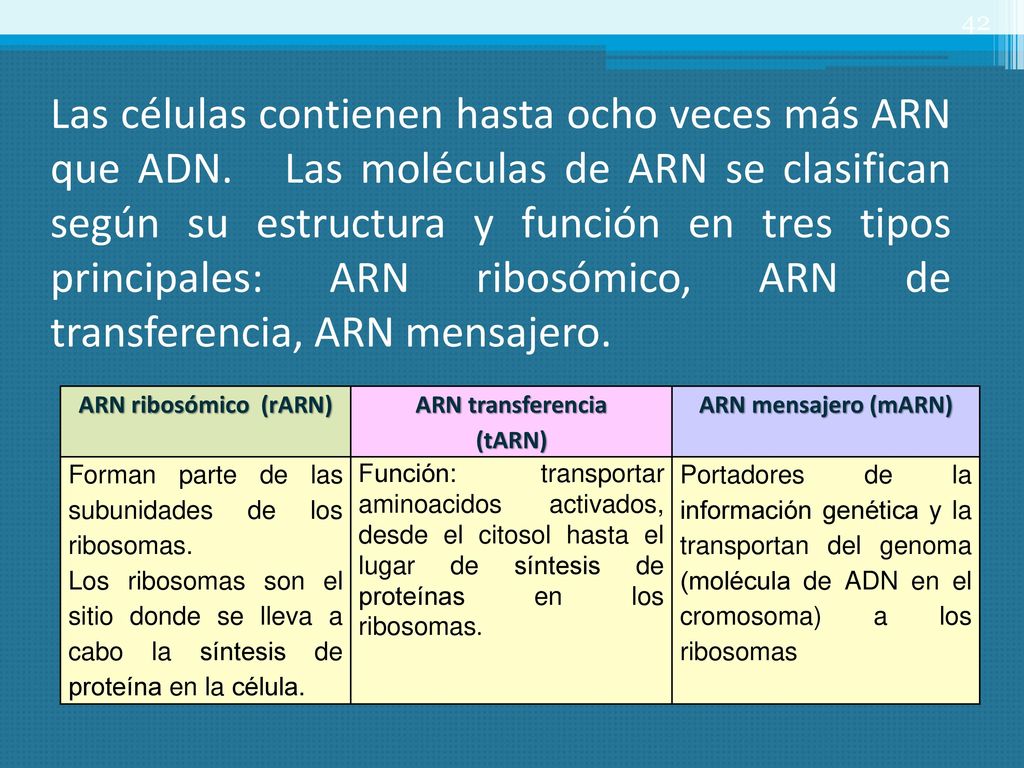 Las células contienen hasta ocho veces más ARN que ADN