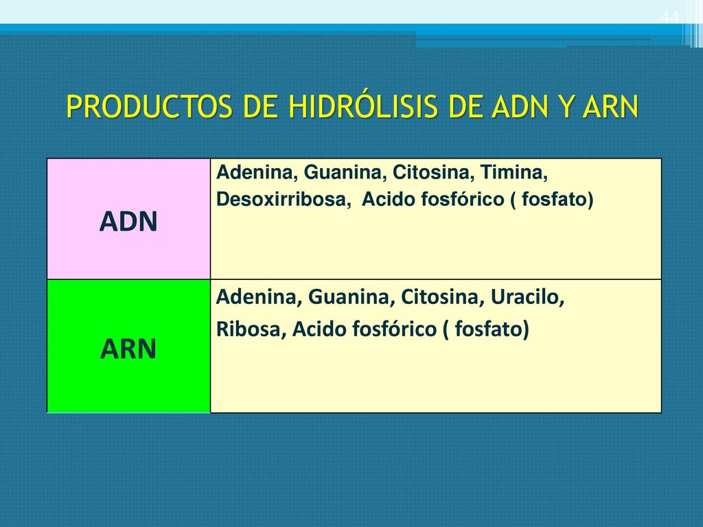 PRODUCTOS DE HIDRÓLISIS DE ADN Y ARN