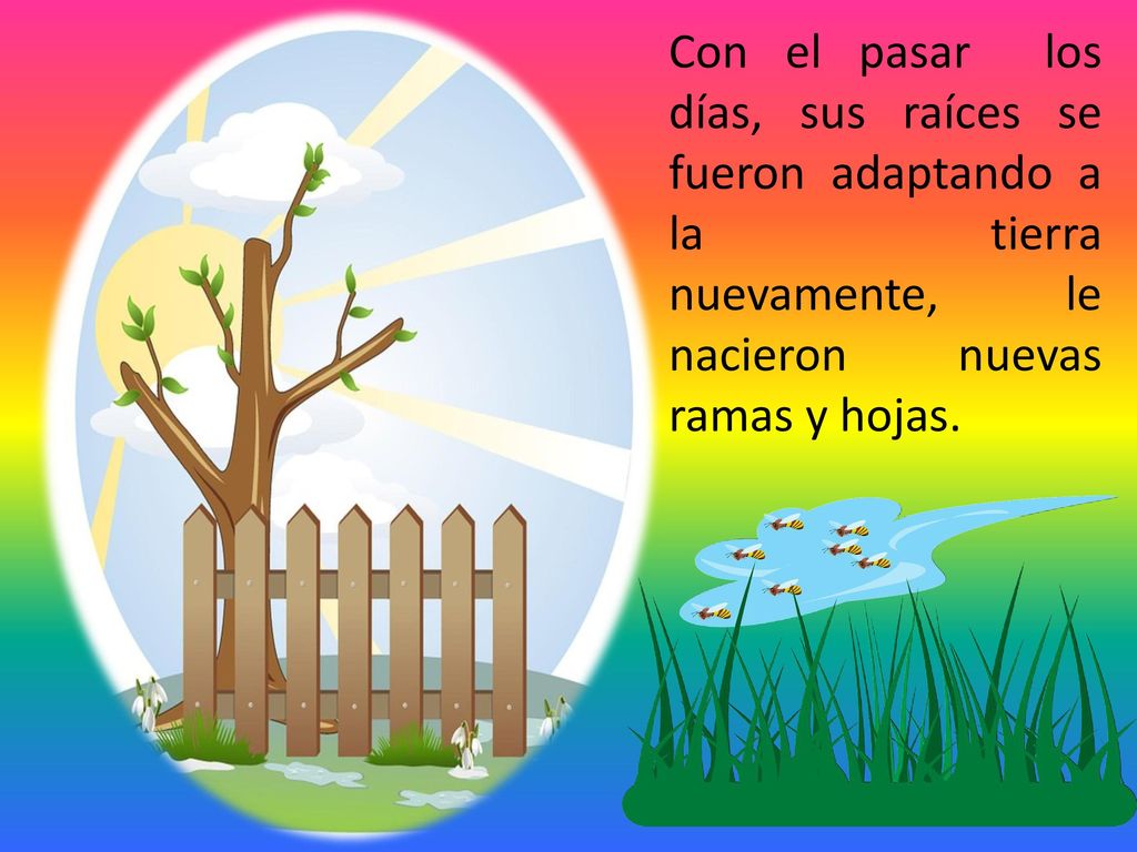 Con el pasar los días, sus raíces se fueron adaptando a la tierra nuevamente, le nacieron nuevas ramas y hojas.