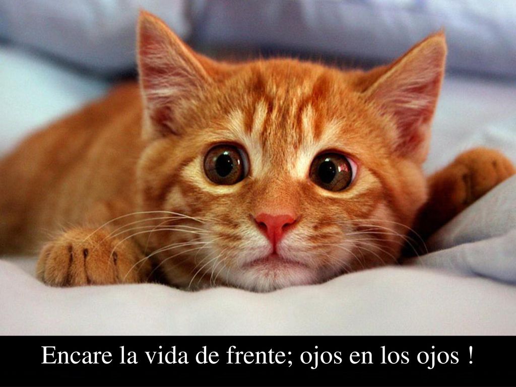 Encare la vida de frente; ojos en los ojos !