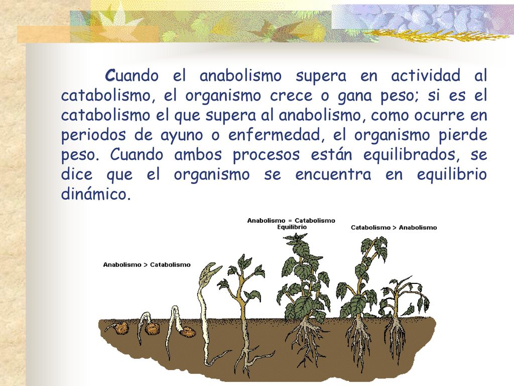 Cuando el anabolismo supera en actividad al catabolismo, el organismo crece o gana peso; si es el catabolismo el que supera al anabolismo, como ocurre en periodos de ayuno o enfermedad, el organismo pierde peso.