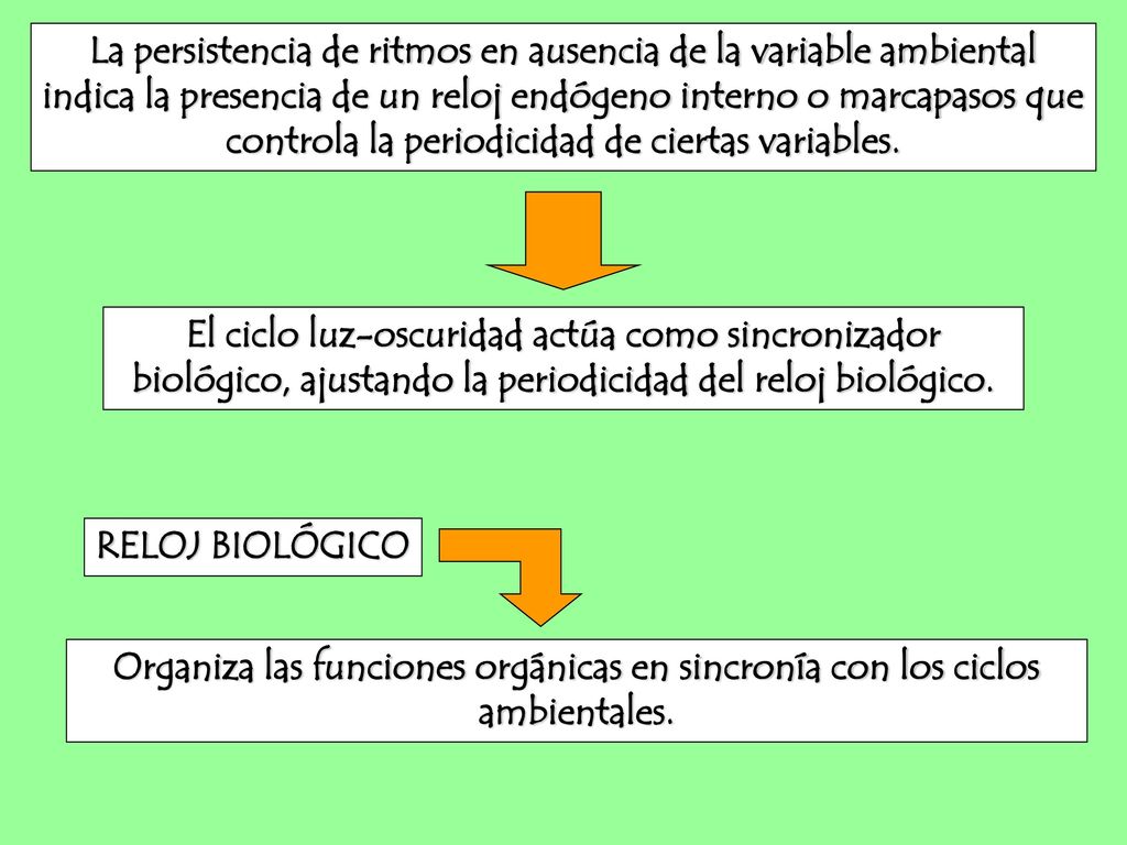 La persistencia de ritmos en ausencia de la variable ambiental indica la presencia de un reloj endógeno interno o marcapasos que controla la periodicidad de ciertas variables.