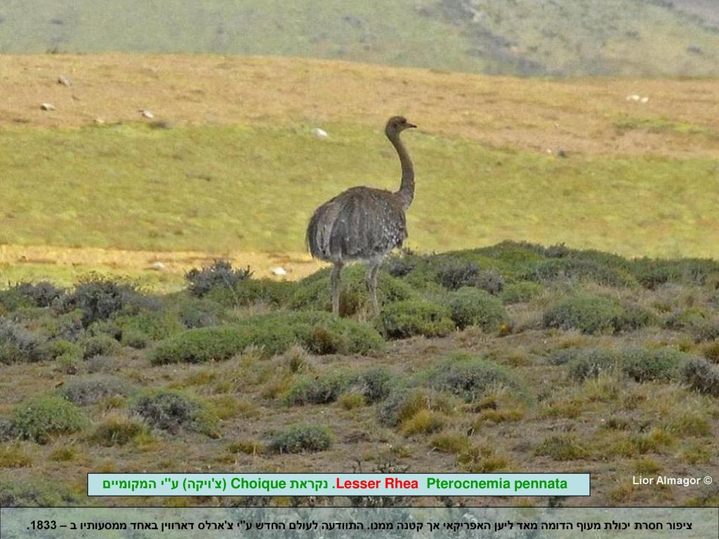Lesser Rhea Pterocnemia pennata. נקראת Choique (צ ויקה) ע י המקומיים