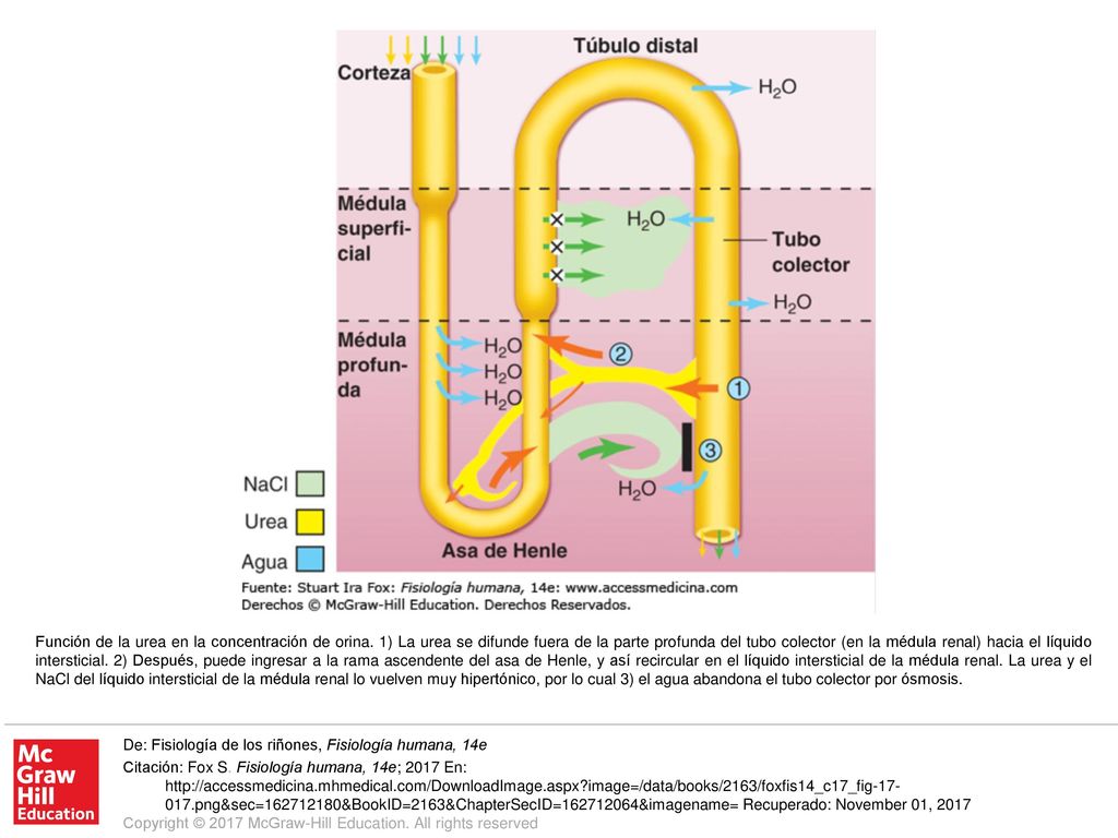 Función de la urea en la concentración de orina