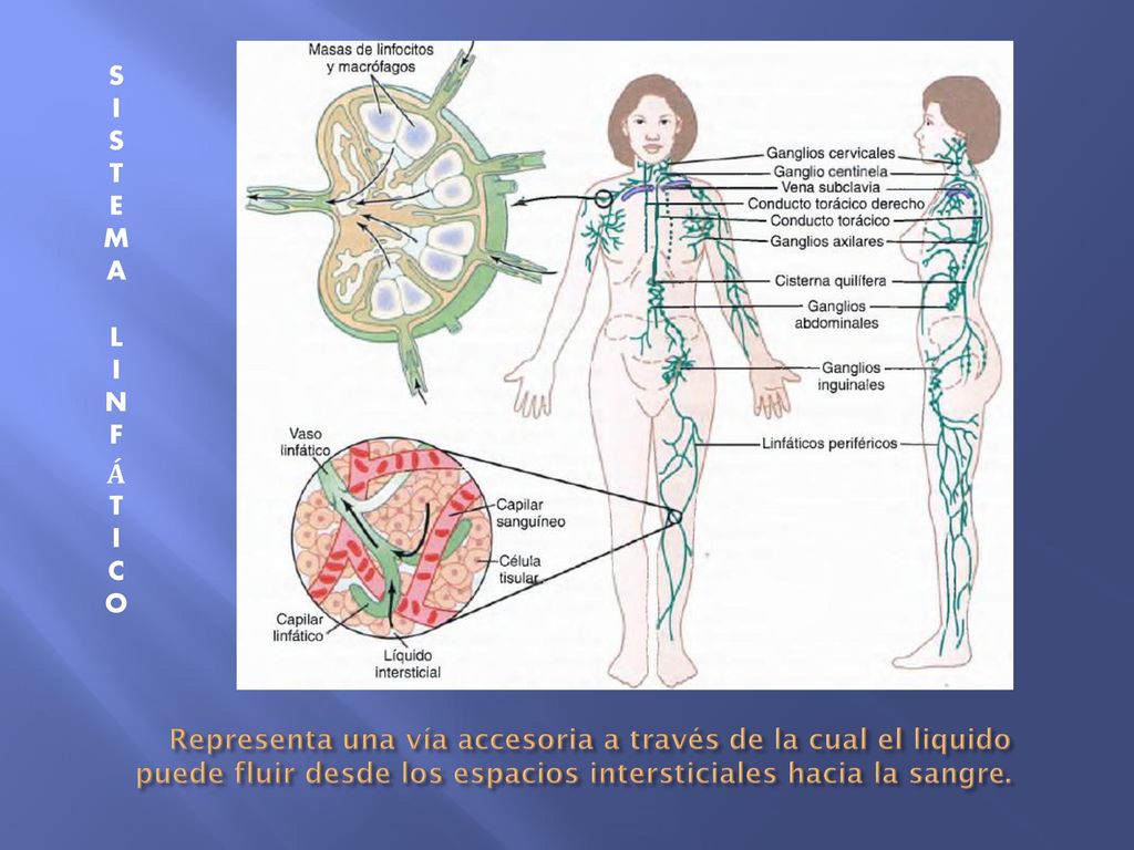 SISTEMA LINFÁTICO Representa una vía accesoria a través de la cual el liquido puede fluir desde los espacios intersticiales hacia la sangre.