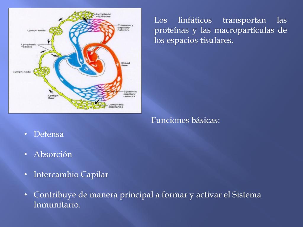 Los linfáticos transportan las proteínas y las macropartículas de los espacios tisulares.