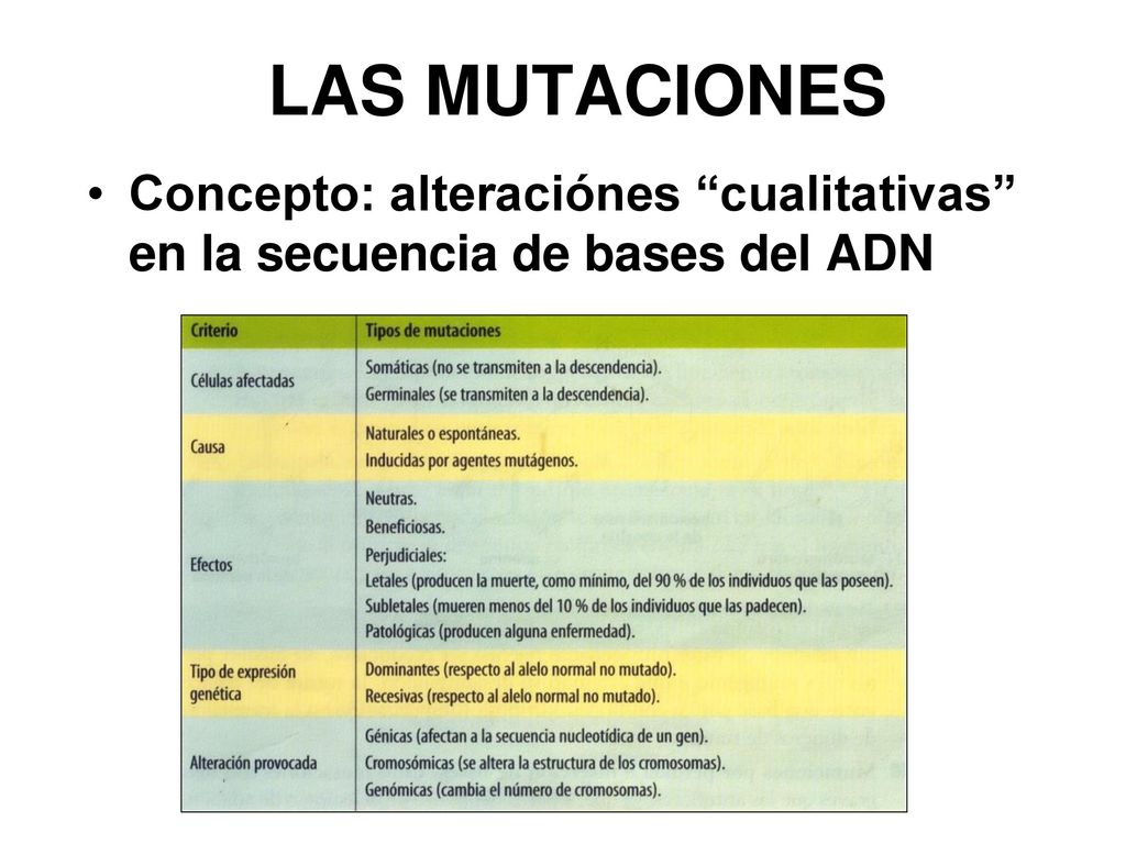 LAS MUTACIONES Concepto: alteraciónes cualitativas en la secuencia de bases del ADN