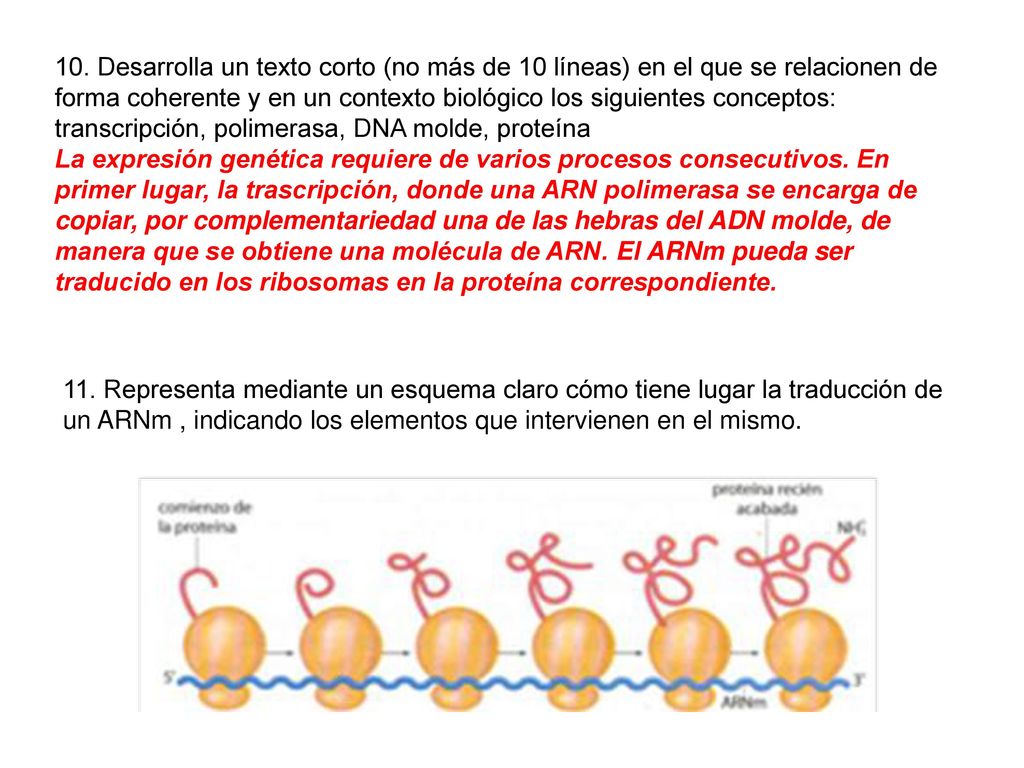 10. Desarrolla un texto corto (no más de 10 líneas) en el que se relacionen de forma coherente y en un contexto biológico los siguientes conceptos: transcripción, polimerasa, DNA molde, proteína