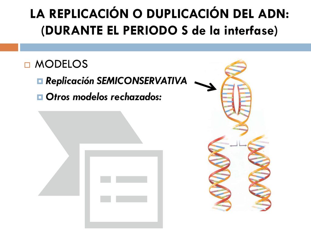 LA REPLICACIÓN O DUPLICACIÓN DEL ADN: (DURANTE EL PERIODO S de la interfase)