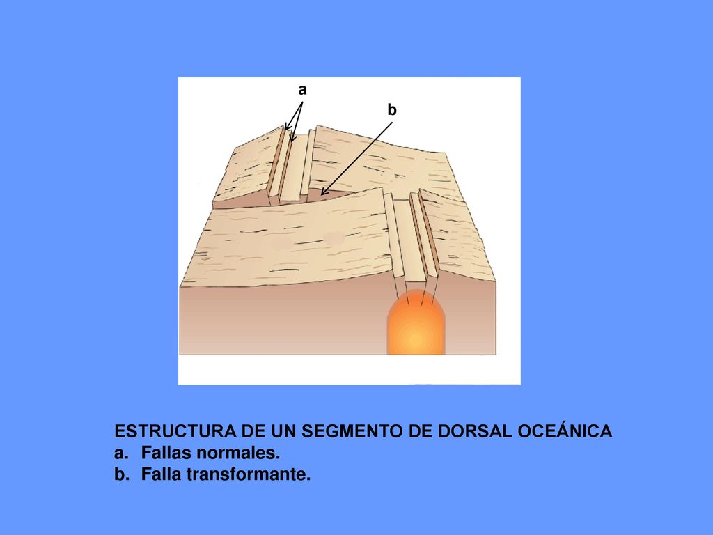ESTRUCTURA DE UN SEGMENTO DE DORSAL OCEÁNICA Fallas normales.