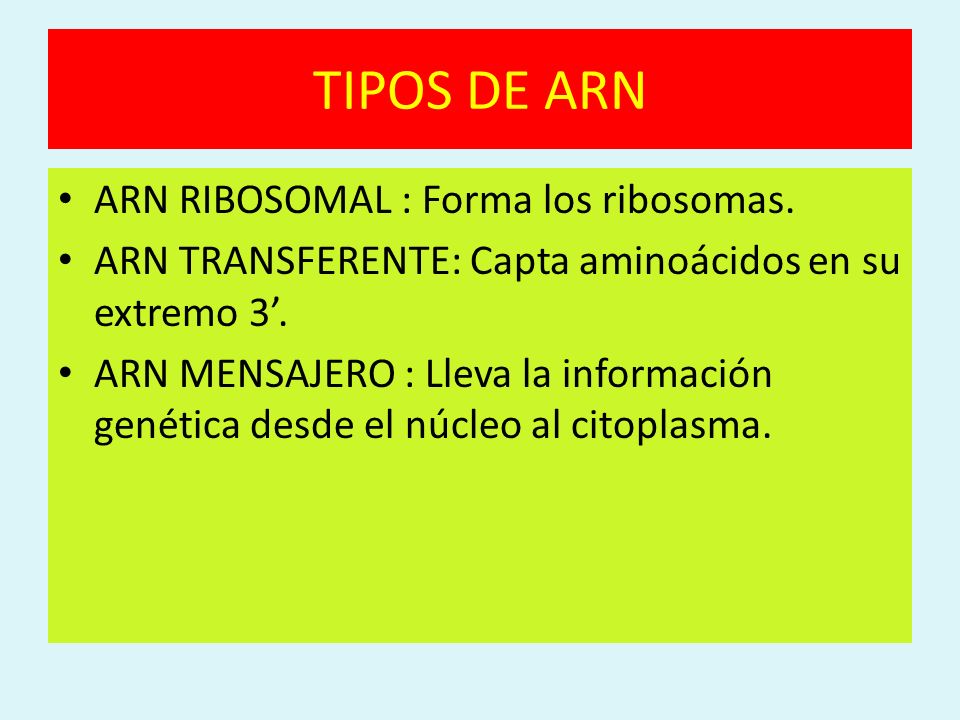 TIPOS DE ARN ARN RIBOSOMAL : Forma los ribosomas.