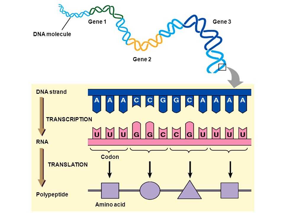 Gene 1 Gene 3. DNA molecule. Gene 2. DNA strand. TRANSCRIPTION. RNA. Codon. TRANSLATION. Polypeptide.