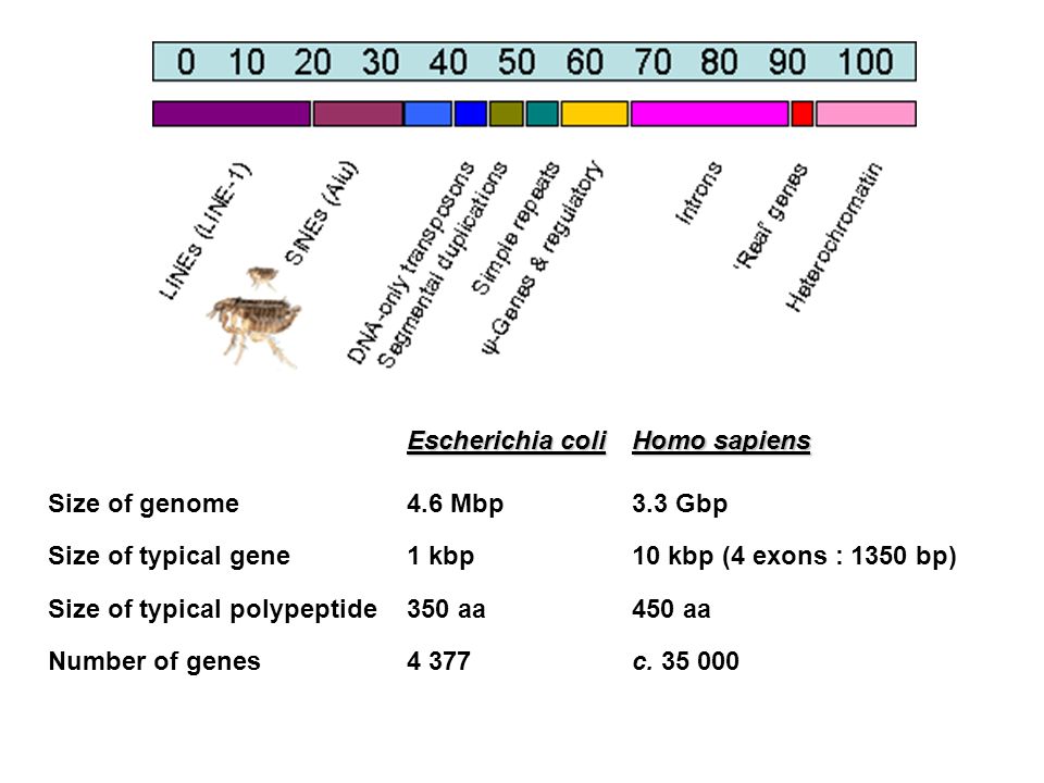 Escherichia coli Homo sapiens. Size of genome. 4.6 Mbp. 3.3 Gbp. Size of typical gene. 1 kbp. 10 kbp (4 exons : 1350 bp)