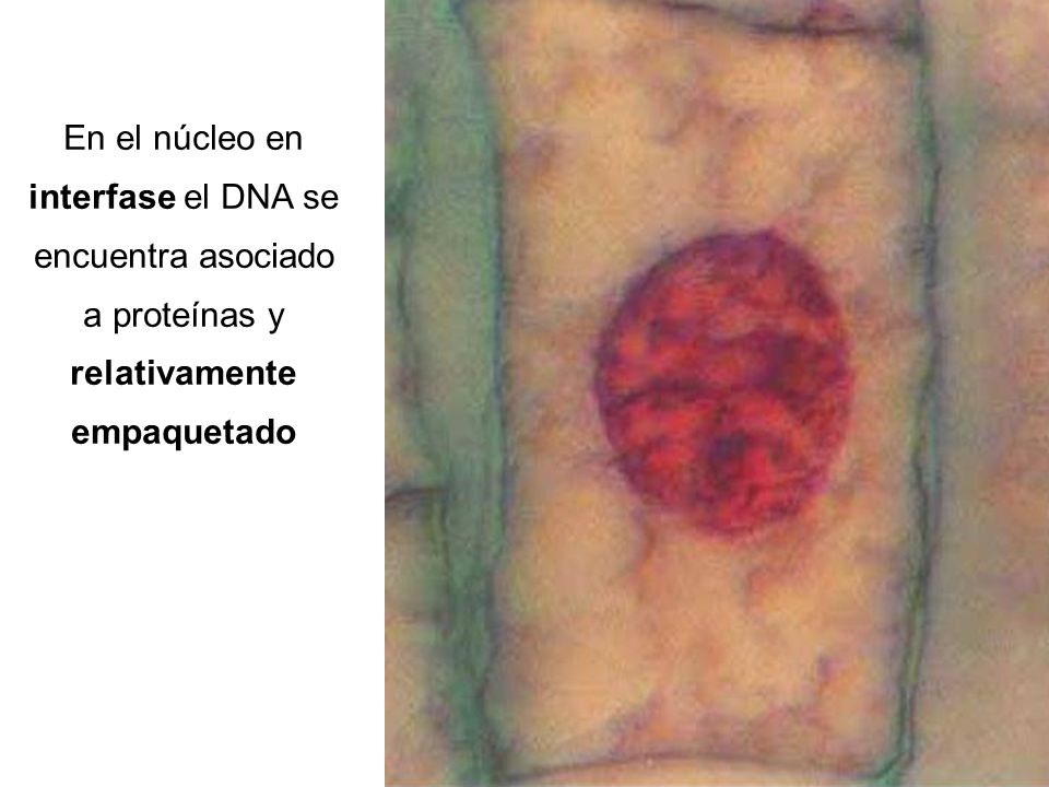 En el núcleo en interfase el DNA se encuentra asociado a proteínas y relativamente empaquetado