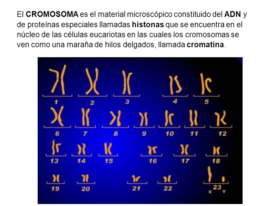 El CROMOSOMA es el material microscópico constituido del ADN y de proteínas especiales llamadas histonas que se encuentra en el núcleo de las células eucariotas en las cuales los cromosomas se ven como una maraña de hilos delgados, llamada cromatina.