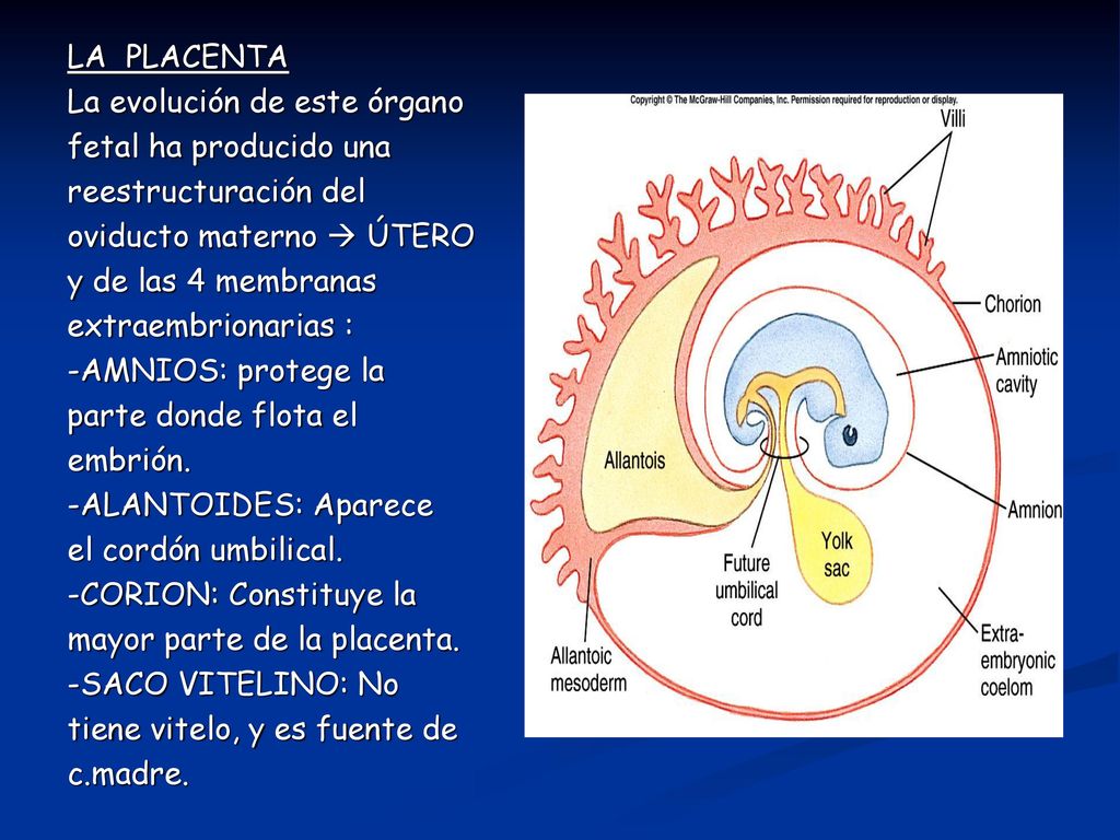LA PLACENTA La evolución de este órgano. fetal ha producido una. reestructuración del. oviducto materno  ÚTERO.