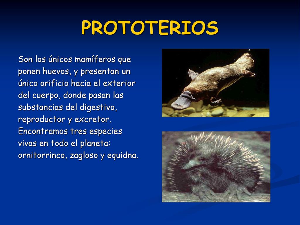 PROTOTERIOS Son los únicos mamíferos que ponen huevos, y presentan un