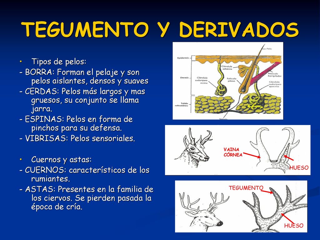 TEGUMENTO Y DERIVADOS Tipos de pelos: