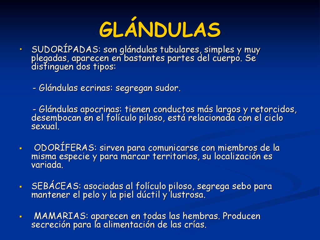 GLÁNDULAS SUDORÍPADAS: son glándulas tubulares, simples y muy plegadas, aparecen en bastantes partes del cuerpo. Se distinguen dos tipos: