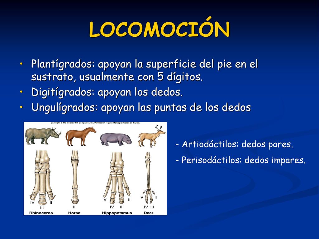 LOCOMOCIÓN Plantígrados: apoyan la superficie del pie en el sustrato, usualmente con 5 dígitos. Digitígrados: apoyan los dedos.
