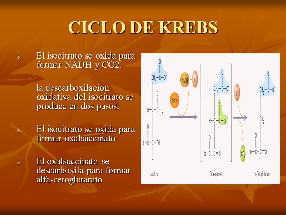 CICLO DE KREBS El isocitrato se oxida para formar NADH y CO2.