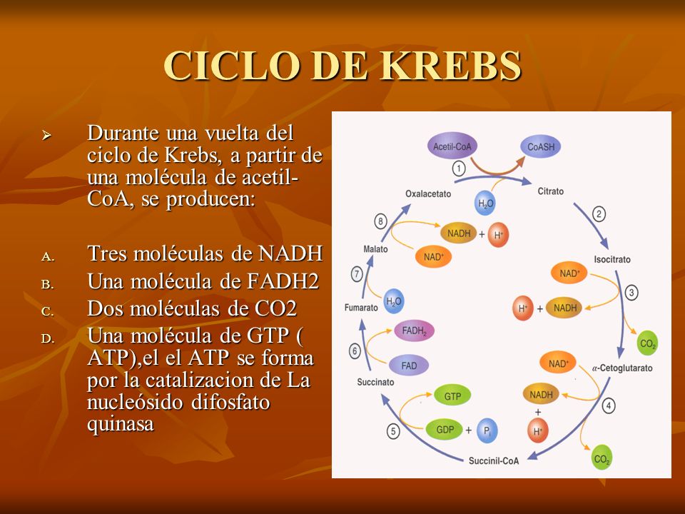 CICLO DE KREBS Durante una vuelta del ciclo de Krebs, a partir de una molécula de acetil-CoA, se producen: