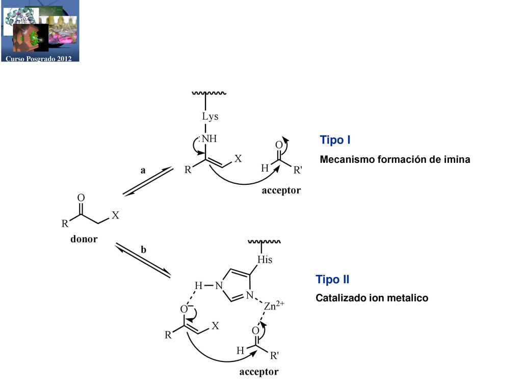 Tipo I Tipo II Mecanismo formación de imina Catalizado ion metalico