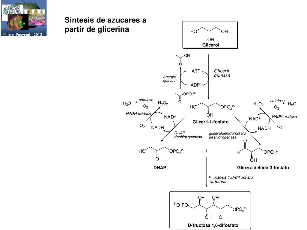 Curso Posgrado 2012 Síntesis de azucares a partir de glicerina