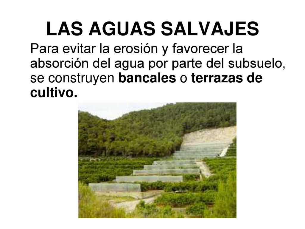 LAS AGUAS SALVAJES Para evitar la erosión y favorecer la absorción del agua por parte del subsuelo, se construyen bancales o terrazas de cultivo.