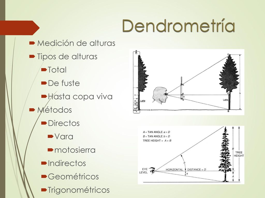 Dendrometría Medición de alturas Tipos de alturas Total De fuste